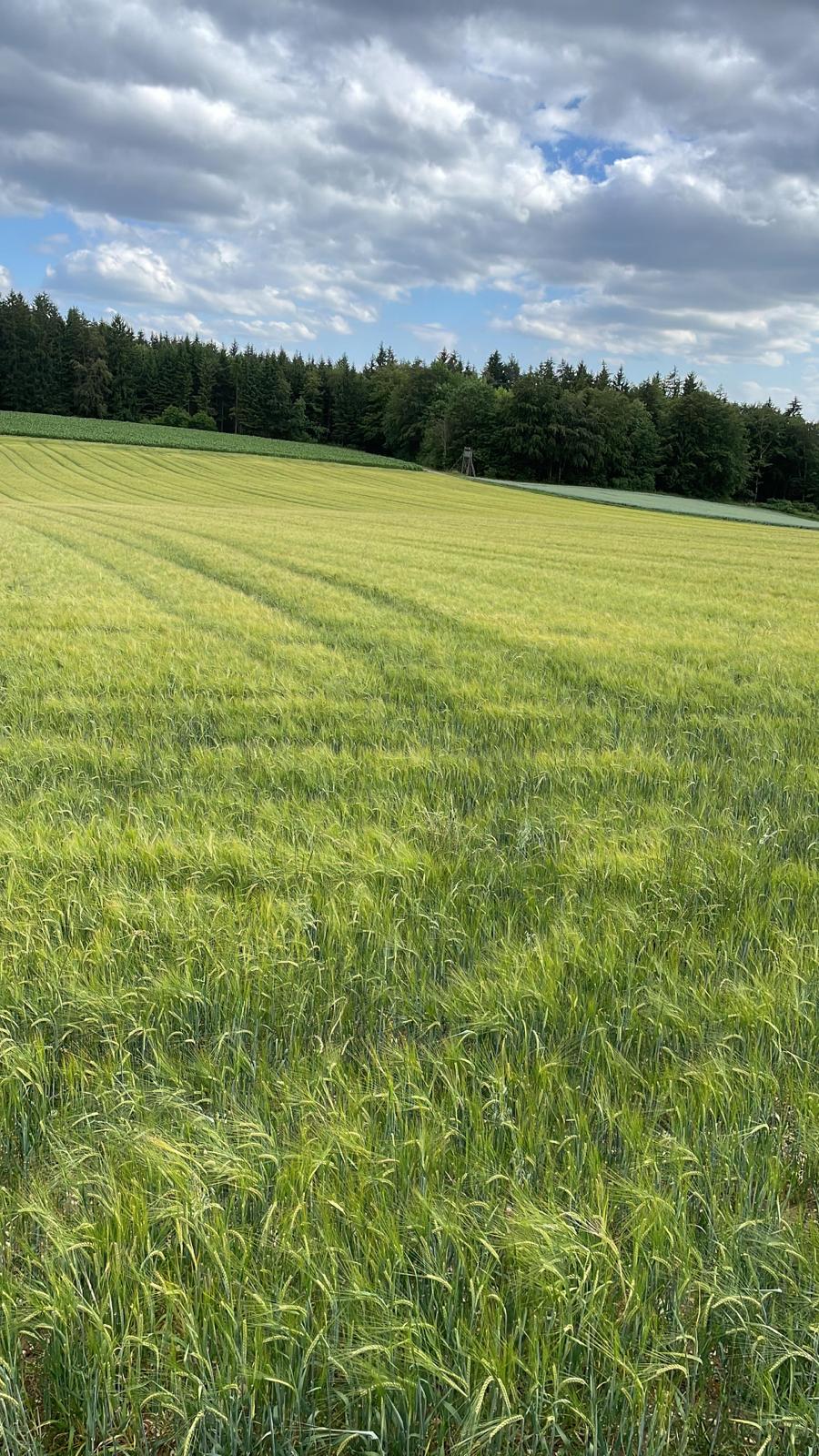 Biodiversität Fläche Schmid