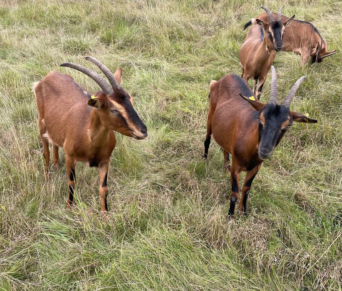 Ziegen auf Wiese
